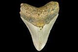 Fossil Megalodon Tooth - North Carolina #109877-1